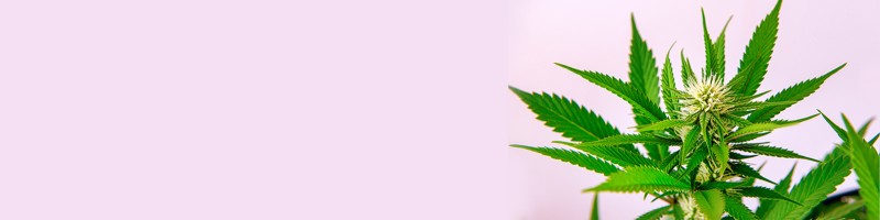Ultimate Guide to Auto Flower Seeds Cultivation and Benefits