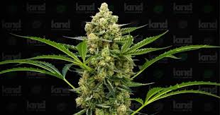 Ultimate Guide to Auto Flower Seeds Cultivation and Benefits